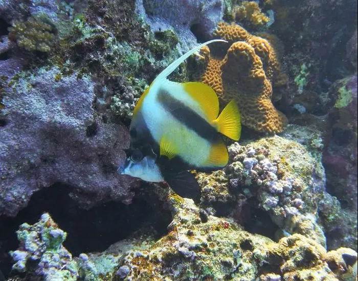 Framed Print : Butterflyfish, Deep Sea Exploration 2025 Framed Print : Butterflyfish, Deep Sea Exploration 2025
