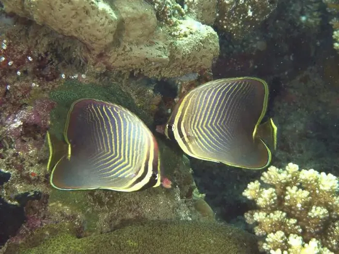 Framed Print : Two butterflyfish with magnificent patterns Framed Print : Two butterflyfish with magnificent patterns