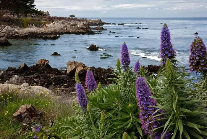 Framed Print : CA02417-00...CALIFORNIA - Colorful flowers blooming along the Monterey waterfront on the shores of Monterey Bay Framed Print : CA02417-00...CALIFORNIA - Colorful flowers blooming along the Monterey waterfront on the shores of Monterey Bay