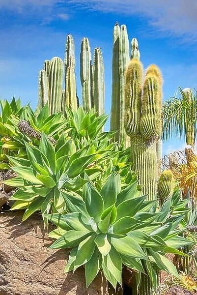 Cactus Garden, Gran Canaria, Spain
