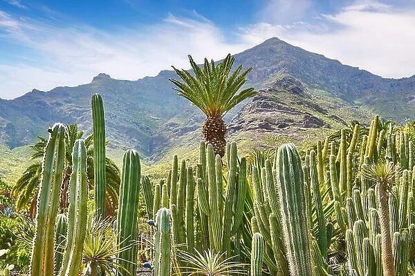 Cactus Garden landscape, Gran Canaria, Spain