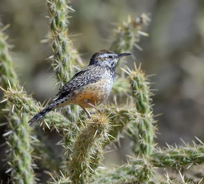 Framed Print : Cactus wren (Campylorhynchus brunneicapillus) perching on cholla cactus, Red Rock Canyon, Nevada, USA Framed Print : Cactus wren (Campylorhynchus brunneicapillus) perching on cholla cactus, Red Rock Canyon, Nevada, USA