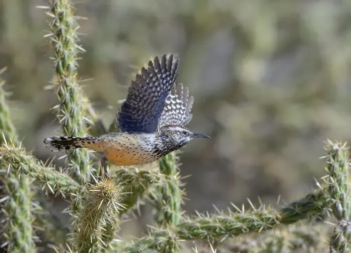 Framed Print : Cactus wren (Campylorhynchus brunneicapillus) taking off from cholla cactus, Red Rock Canyon, Nevada, USA Framed Print : Cactus wren (Campylorhynchus brunneicapillus) taking off from cholla cactus, Red Rock Canyon, Nevada, USA