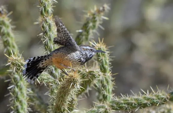 Framed Print : Cactus wren (Campylorhynchus brunneicapillus) taking off from cholla cactus, Red Rock Canyon, Nevada, USA Framed Print : Cactus wren (Campylorhynchus brunneicapillus) taking off from cholla cactus, Red Rock Canyon, Nevada, USA
