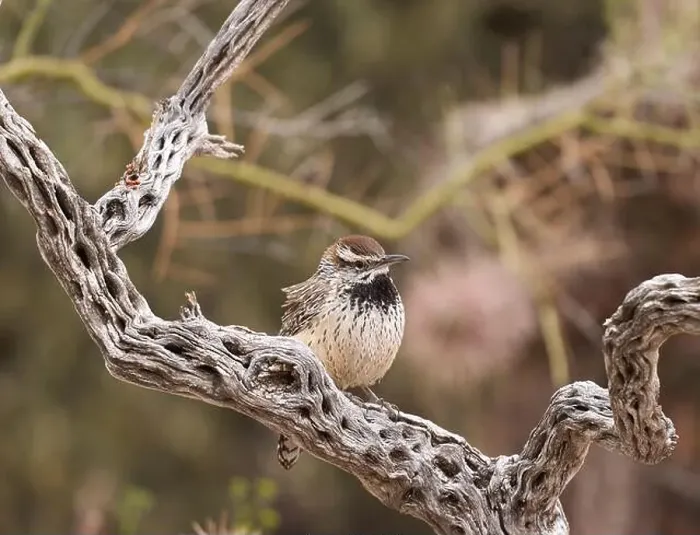 Framed Print : Cactus wren perched on twisted desert wood Framed Print : Cactus wren perched on twisted desert wood