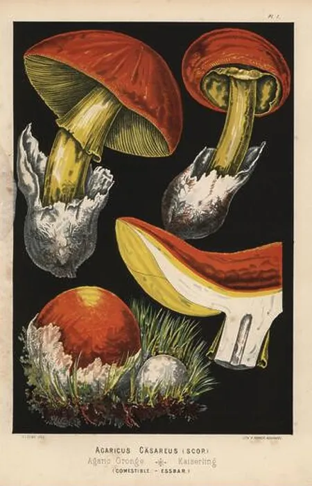 Framed Print : Caesar's mushroom, Amanita caesarea Framed Print : Caesar's mushroom, Amanita caesarea