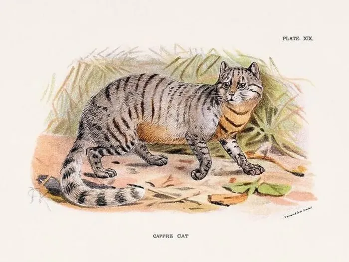 Framed Print : Caffre Cat. Vintage illustration of a wild cat from a 19th-century natural history book detailing feline species Framed Print : Caffre Cat. Vintage illustration of a wild cat from a 19th-century natural history book detailing feline species