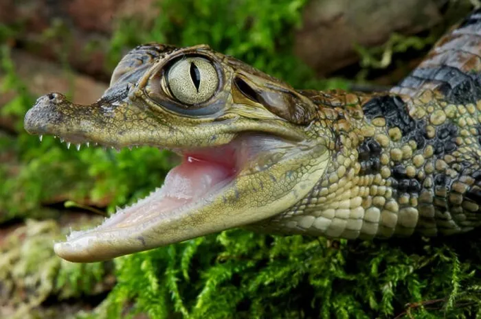 Framed Print : Caiman / Caiman crocodilus Framed Print : Caiman / Caiman crocodilus