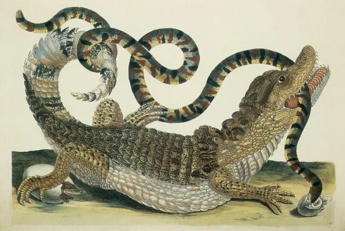 Framed Print : Caiman or Crocodile Framed Print : Caiman or Crocodile