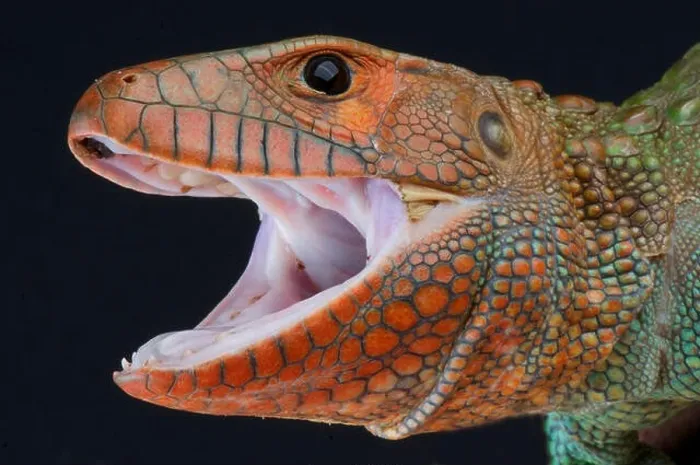 Framed Print : Caiman lizard / Dracaena guianensis Framed Print : Caiman lizard / Dracaena guianensis