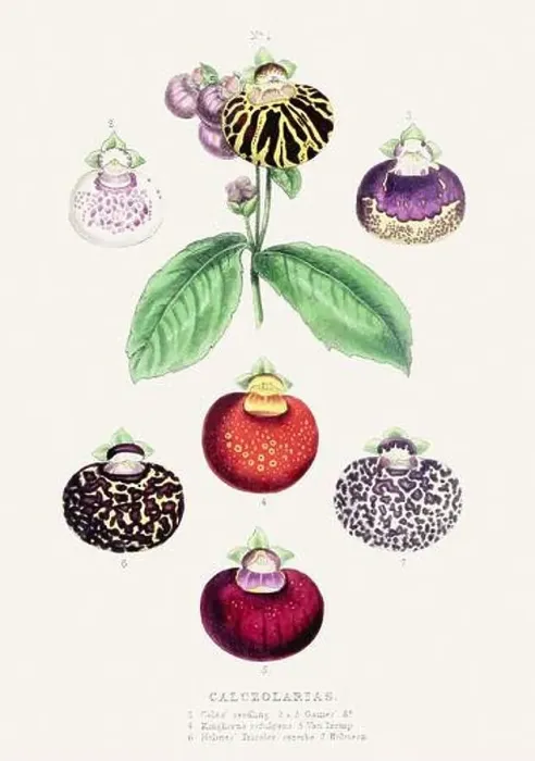 Framed Print : Calceolarias. Colorful Flower Illustration. Vintage Botanical Art. Circa 1848