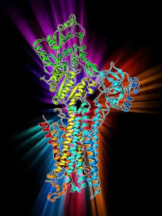 Framed Print : Calcium ATPase ion pump, molecular model Framed Print : Calcium ATPase ion pump, molecular model