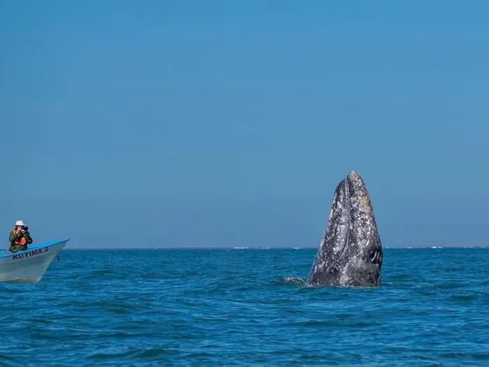 Framed Print : California gray whale (Eschrictius robustus) Framed Print : California gray whale (Eschrictius robustus)