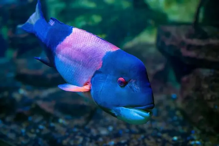 Framed Print : California hogfish also called California sheephead. (Semicossyphus pulcher). Native to the eastern Pacific Ocean Framed Print : California hogfish also called California sheephead. (Semicossyphus pulcher). Native to the eastern Pacific Ocean