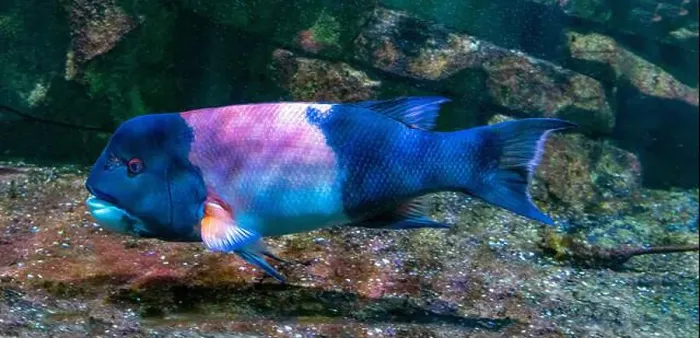 Framed Print : California hogfish also called California sheephead (Semicossyphus pulcher). Native to the eastern Pacific Ocean Framed Print : California hogfish also called California sheephead (Semicossyphus pulcher). Native to the eastern Pacific Ocean