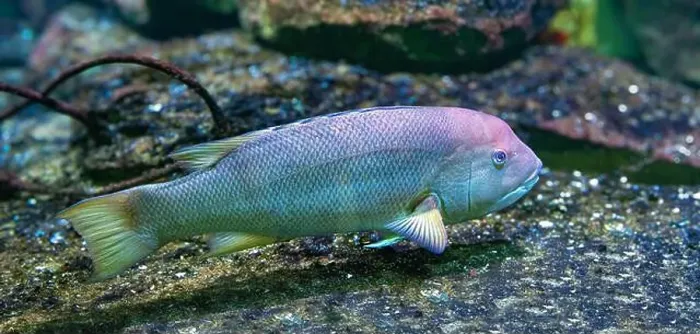 Framed Print : California hogfish also called California sheephead (Semicossyphus pulcher). Native to the eastern Pacific Ocean Framed Print : California hogfish also called California sheephead (Semicossyphus pulcher). Native to the eastern Pacific Ocean