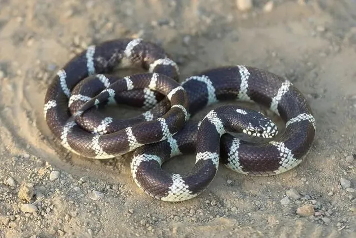 Framed Print : California Kingsnake adult in defensive posture rattling the tail Framed Print : California Kingsnake adult in defensive posture rattling the tail
