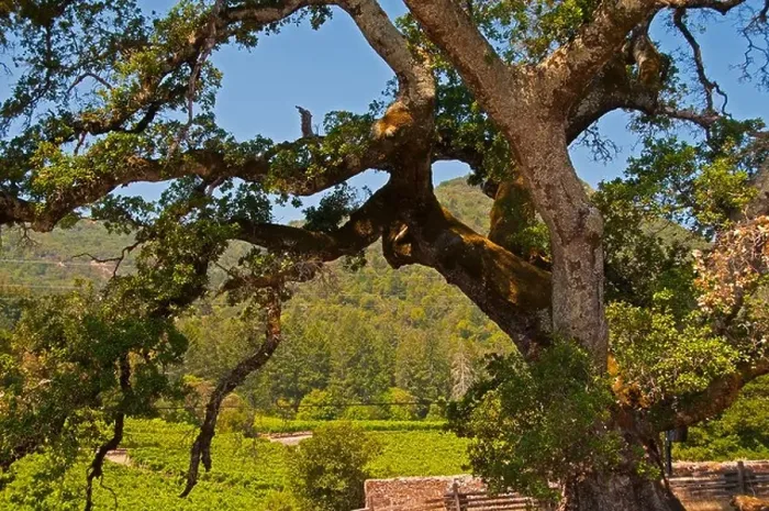 Framed Print : California Live Oak tree adjacent to the London cottage, Jack London State Historic Park, Glen Ellen, California Framed Print : California Live Oak tree adjacent to the London cottage, Jack London State Historic Park, Glen Ellen, California