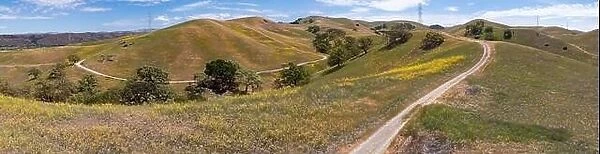 California native oak trees grow in the valleys between rolling hills in the East Bay, not far east of San Francisco Bay