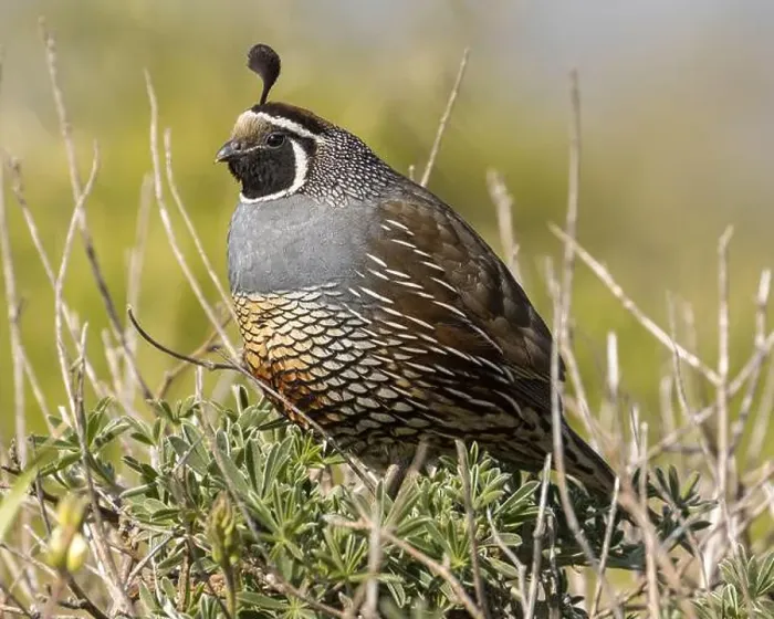 Framed Print : California Quail adult male perched on a shrub. Point Reyes National Seashore, Marine County, California, USA Framed Print : California Quail adult male perched on a shrub. Point Reyes National Seashore, Marine County, California, USA