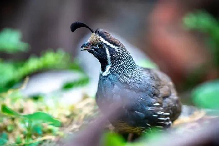 Framed Print : California Quail (Callipepla californica). William L. Finley National Wildlife Refuge, Oregon Framed Print : California Quail (Callipepla californica). William L. Finley National Wildlife Refuge, Oregon