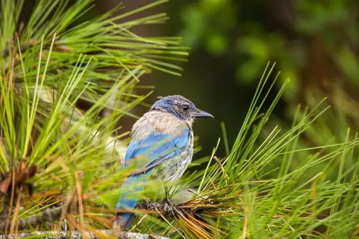 Framed Print : California Scrub jay (Aphelocoma californica) spotted outdoors Framed Print : California Scrub jay (Aphelocoma californica) spotted outdoors