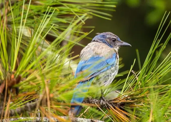 Framed Print : California Scrub jay (Aphelocoma californica) spotted outdoors