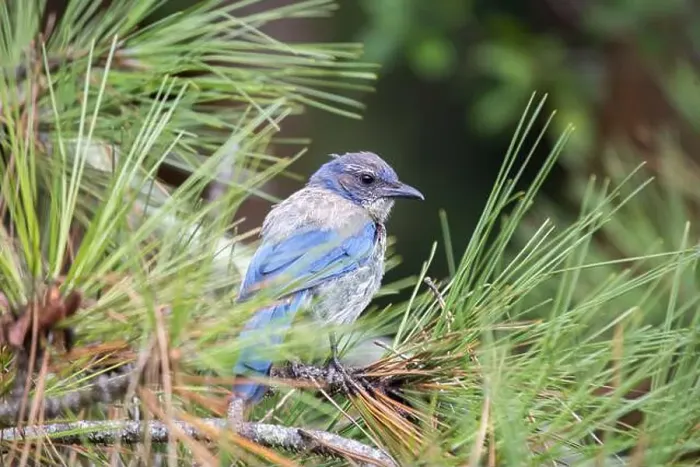 Framed Print : California Scrub jay (Aphelocoma californica) spotted outdoors
