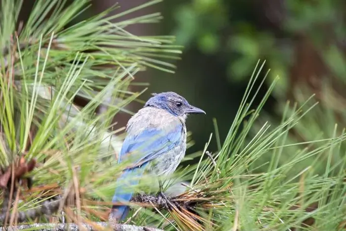 Framed Print : California Scrub jay (Aphelocoma californica) spotted outdoors Framed Print : California Scrub jay (Aphelocoma californica) spotted outdoors