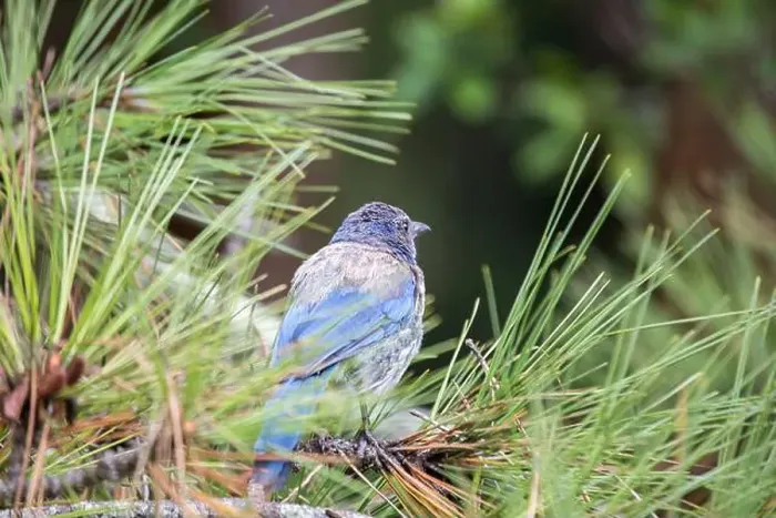 Framed Print : California Scrub jay (Aphelocoma californica) spotted outdoors Framed Print : California Scrub jay (Aphelocoma californica) spotted outdoors