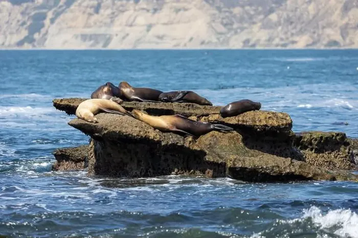 Framed Print : California sea lion off the coast of La Jolla Framed Print : California sea lion off the coast of La Jolla