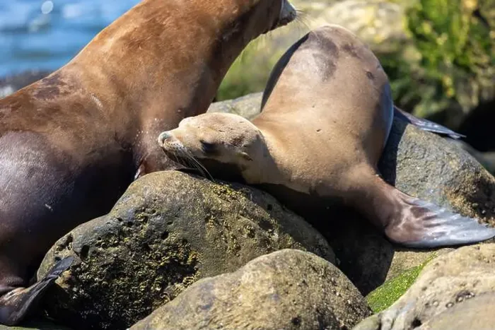 Framed Print : California sea lion sleeping on the coast in La Jolla Framed Print : California sea lion sleeping on the coast in La Jolla