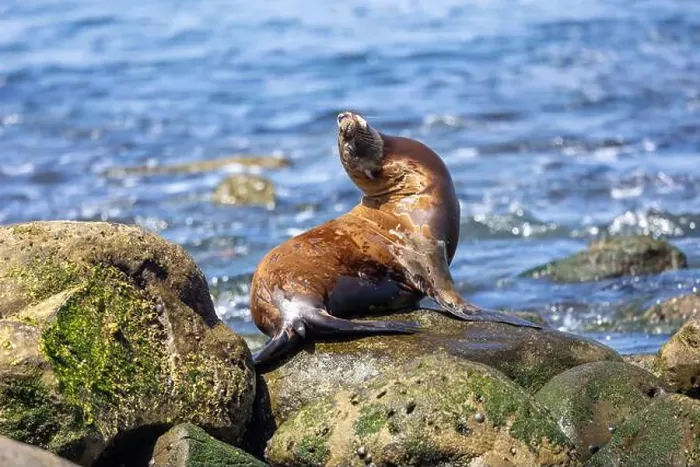 Framed Print : California sea lion sleeping on the coast in La Jolla Framed Print : California sea lion sleeping on the coast in La Jolla