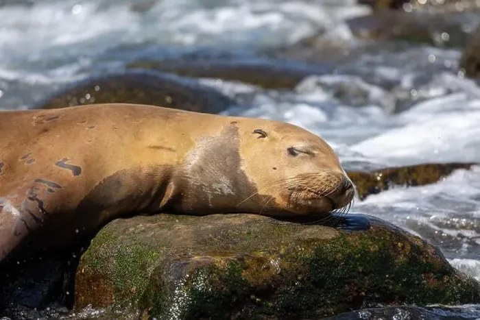Framed Print : California sea lion sleeping on a rock Framed Print : California sea lion sleeping on a rock