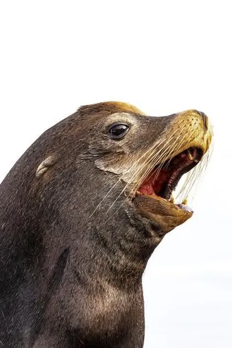 Framed Print : California Sea Lion, Zalophus californianus, on dock in Port of Newport's Commercial Marina, Oregon, USA Framed Print : California Sea Lion, Zalophus californianus, on dock in Port of Newport's Commercial Marina, Oregon, USA
