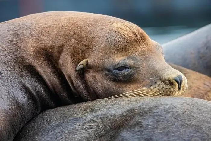 Framed Print : California Sea Lion, Zalophus californianus, on dock in Port of Newport's Commercial Marina, Oregon, USA Framed Print : California Sea Lion, Zalophus californianus, on dock in Port of Newport's Commercial Marina, Oregon, USA