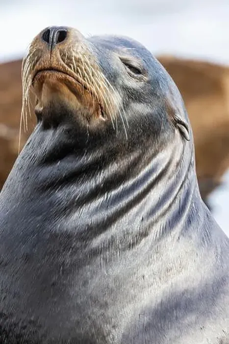 Framed Print : California Sea Lion, Zalophus californianus, on dock in Port of Newport's Commercial Marina, Oregon, USA Framed Print : California Sea Lion, Zalophus californianus, on dock in Port of Newport's Commercial Marina, Oregon, USA