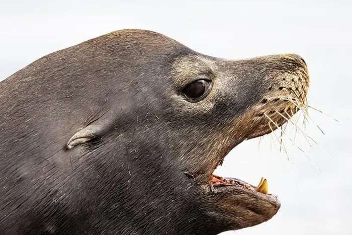 Framed Print : California Sea Lion, Zalophus californianus, on dock in Port of Newport's Commercial Marina, Oregon, USA Framed Print : California Sea Lion, Zalophus californianus, on dock in Port of Newport's Commercial Marina, Oregon, USA