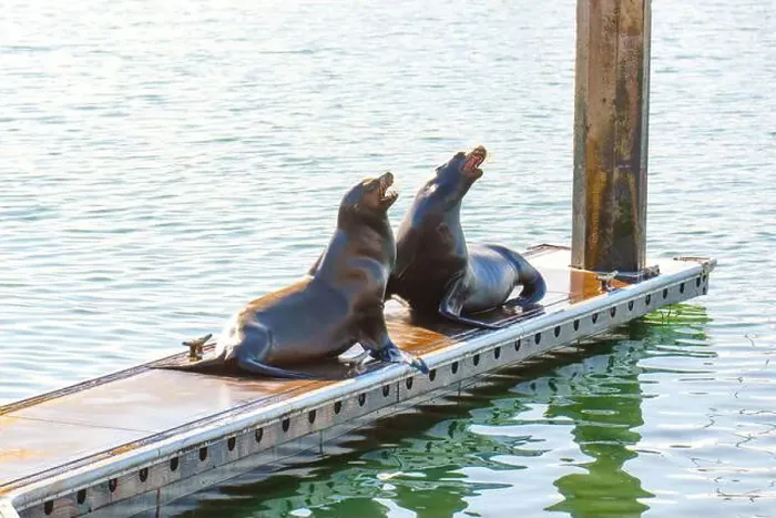 Framed Print : Two California sea lions engaging in playful interaction on a dock in Oceanside Framed Print : Two California sea lions engaging in playful interaction on a dock in Oceanside