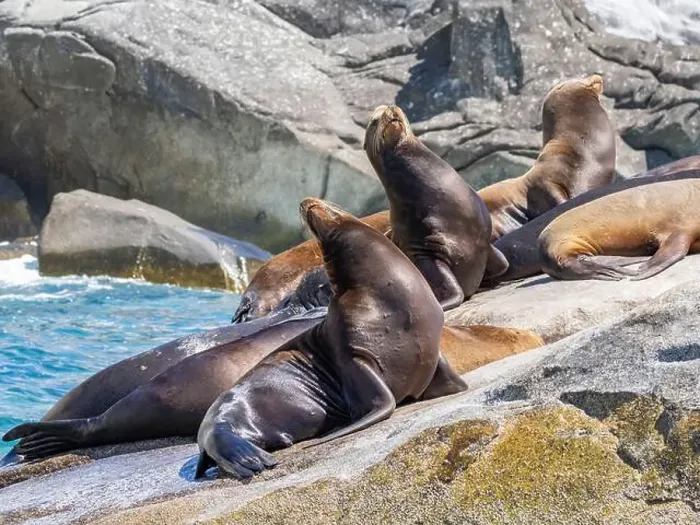 Framed Print : California sea lions (Zalophus californianus) Framed Print : California sea lions (Zalophus californianus)