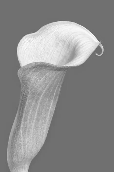 Framed Print : calla blossom monochrome macro portrait of a single isolated bloom Framed Print : calla blossom monochrome macro portrait of a single isolated bloom