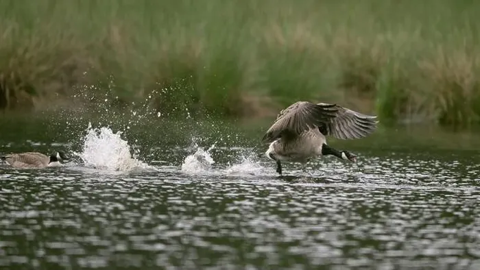 Framed Print : Calling Canada goose (Branta canadensis) running over water and splashing water droplets Framed Print : Calling Canada goose (Branta canadensis) running over water and splashing water droplets