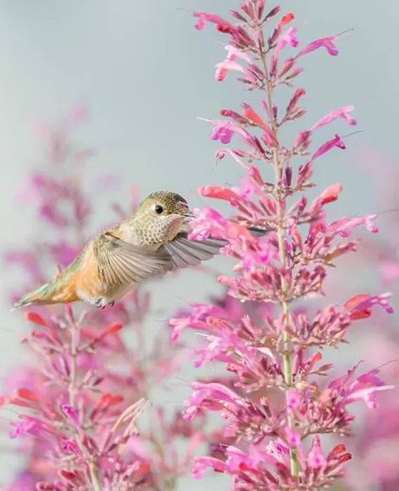 Framed Print : Calliope hummingbird feeding on agastache flowers, New Mexico Framed Print : Calliope hummingbird feeding on agastache flowers, New Mexico