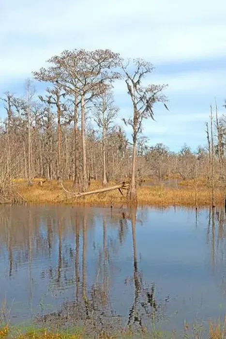 Framed Print : Calm Waters in a Cypress Marsh in Stephan C Foster State Park in Georgia Framed Print : Calm Waters in a Cypress Marsh in Stephan C Foster State Park in Georgia