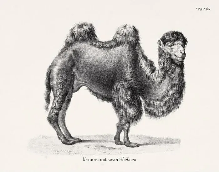 Framed Print : Camel Illustration. Zoological Lithography. Natural History Art