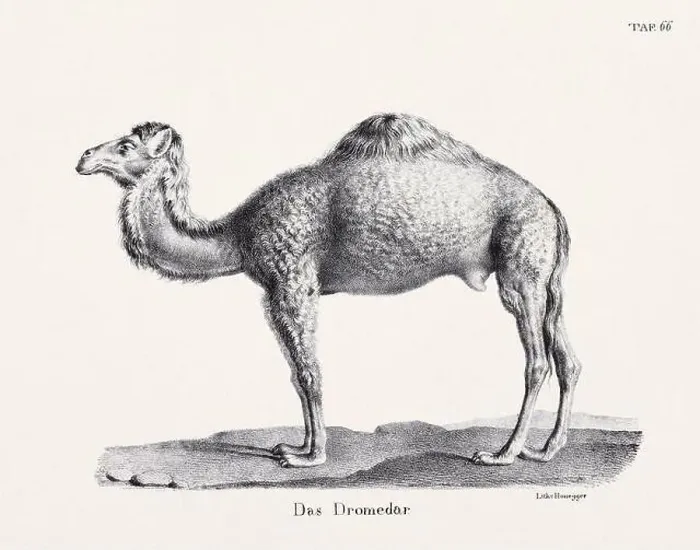 Framed Print : Camel Illustration. Zoological Lithography. Natural History Art