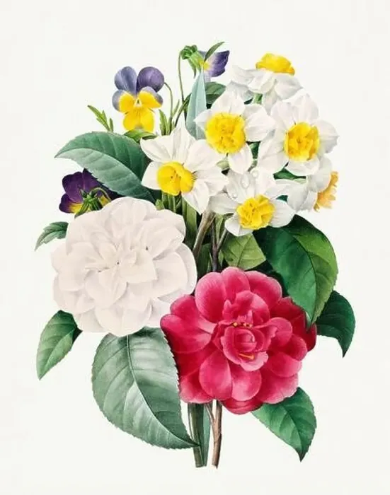 Framed Print : Camellia, daffodil and pansy bouquet Framed Print : Camellia, daffodil and pansy bouquet