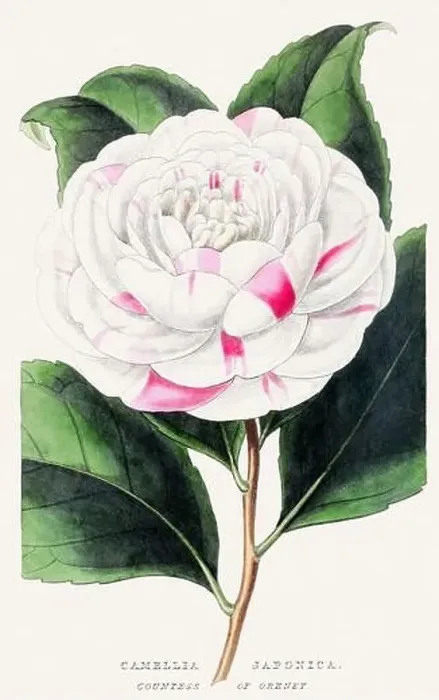 Framed Print : Camellia Japonica. Colorful Flower Illustration. Vintage Botanical Art. Circa 1848 Framed Print : Camellia Japonica. Colorful Flower Illustration. Vintage Botanical Art. Circa 1848