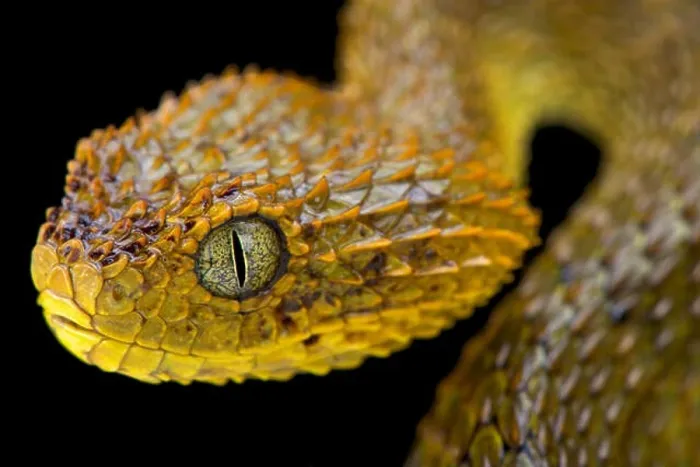 Framed Print : Cameroon bush viper, Atheris broadleyi, Cameroon Framed Print : Cameroon bush viper, Atheris broadleyi, Cameroon