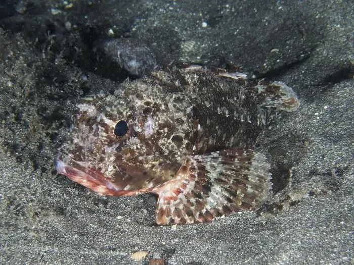 Framed Print : A camouflage-coloured marine animal